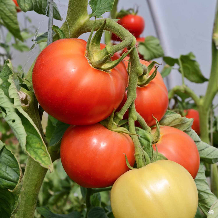 'Fantastic' Tomato