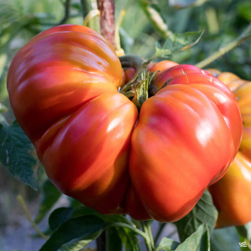 'Goliath' Tomato