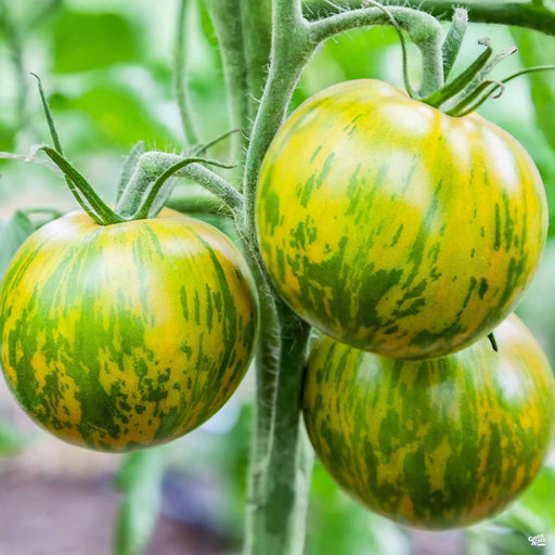 Green Zebra' Tomato
