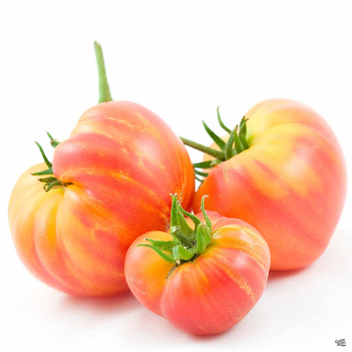 'Hillbilly' Tomato