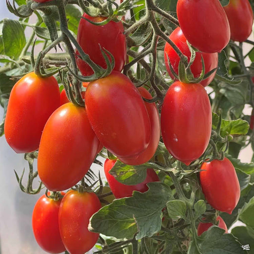 'Juliet' Tomato