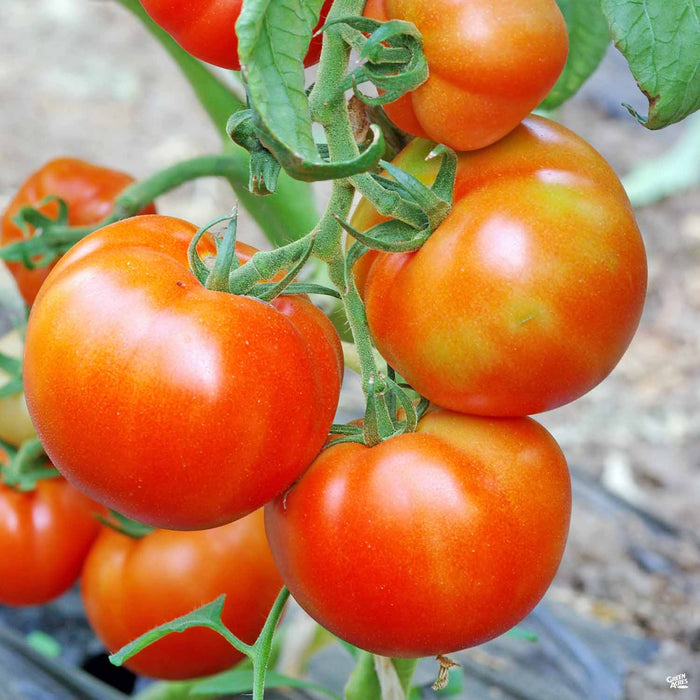 'Momotaro' Tomato