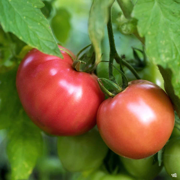 Tomato_PrudensPurple_600x600.
