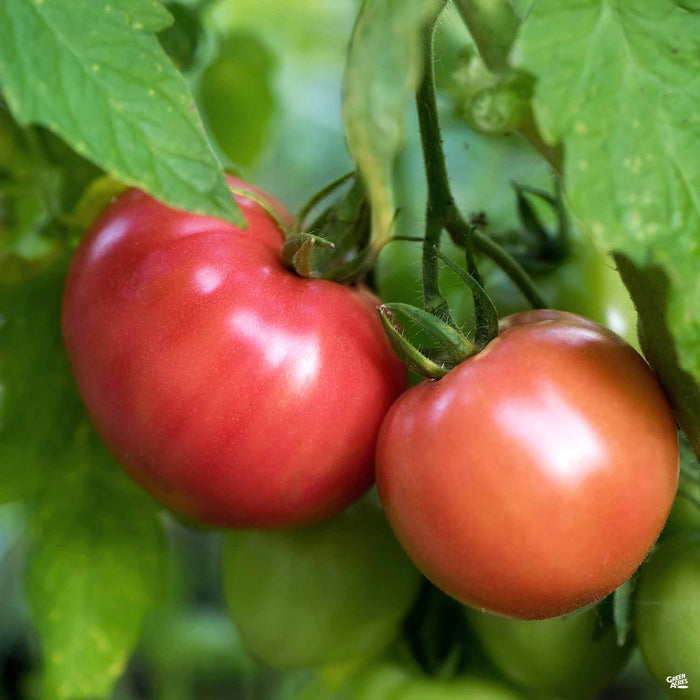 'Pruden's Purple' Tomato