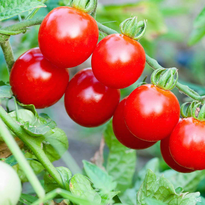 'Red Cherry' Tomato