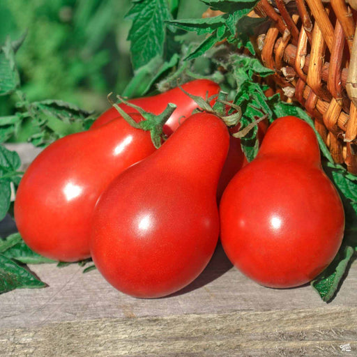 'Red Pear' Tomato