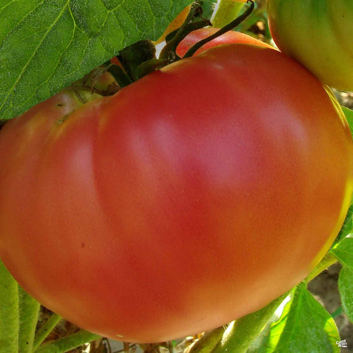 Tomato 'German Johnson'