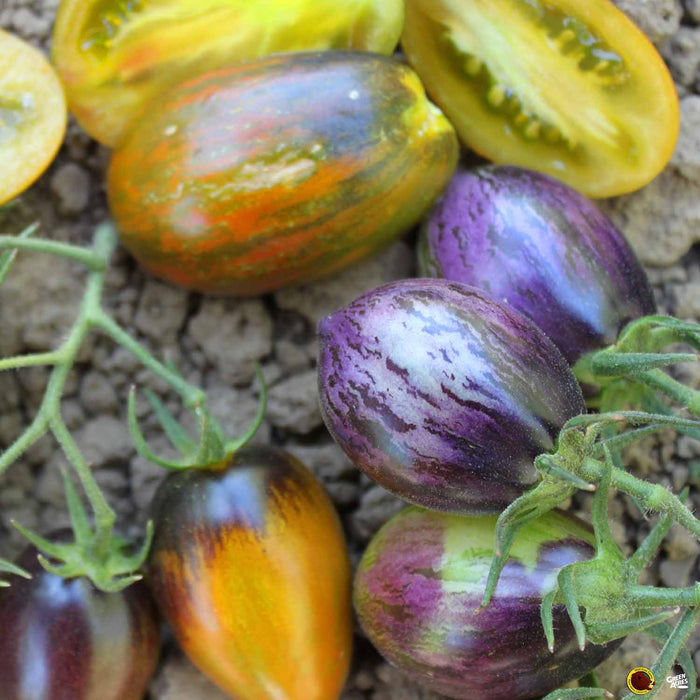 Tomato 'Brad's Atomic Grape'