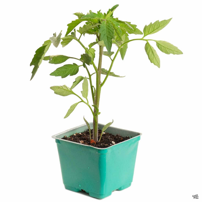 pineapple tomato plant leaves Tomato 'Pineapple Pig' — Green Acres Nursery & Supply