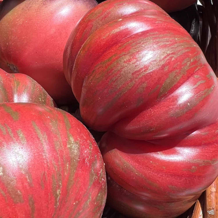 'Pink Berkeley Tie-Dye' Wild Boar Tomatoes
