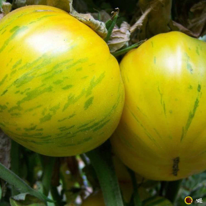 'Porkchop' Wild Boar Tomatoes