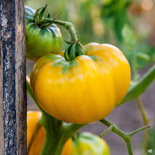 'Yellow Jubilee' Tomato