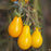 'Yellow Pear' Tomato