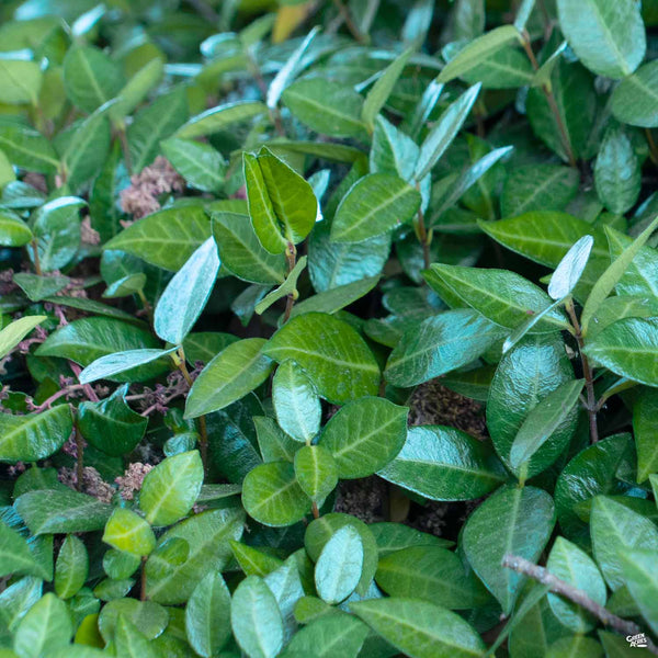 TrachelospermumAsiaticum_Asian