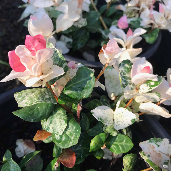 Asian Jasmine 'Tricolor' — Green Acres Nursery & Supply
