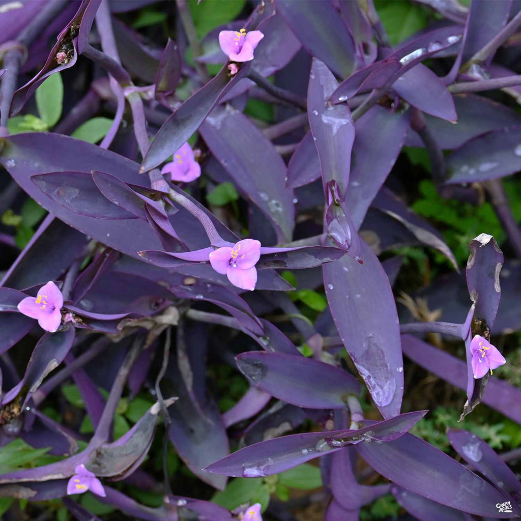Purple Heart Green Acres Nursery Supply purple-heart-green-acres-nursery-supply