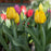Tulips in Assorted Colors