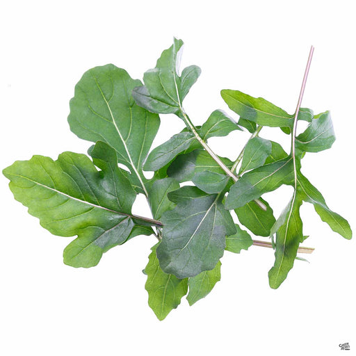 Arugula leaves