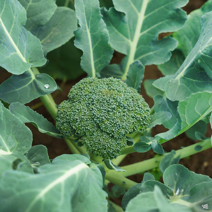 'Green Comet' Broccoli