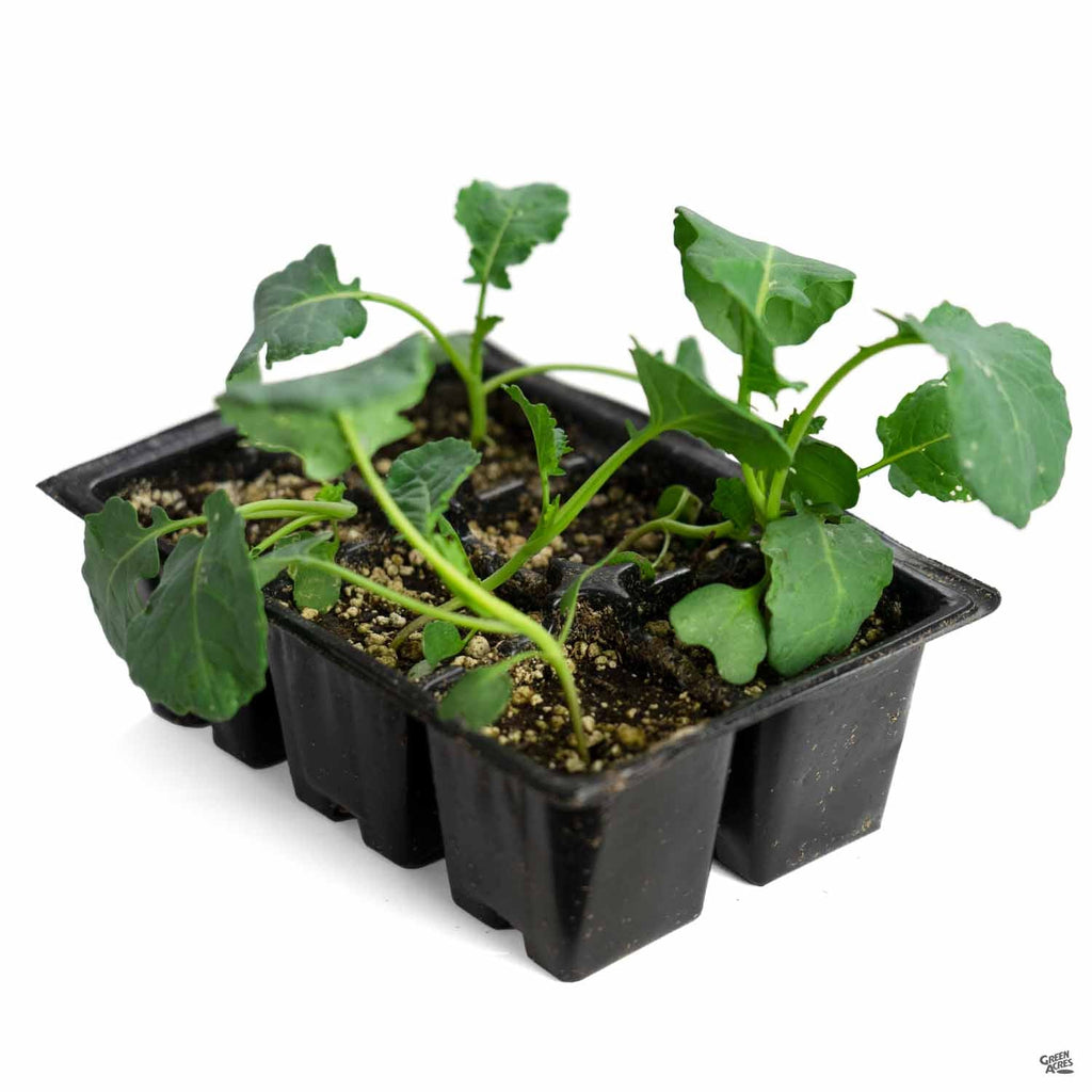 Broccoli — Green Acres Nursery & Supply