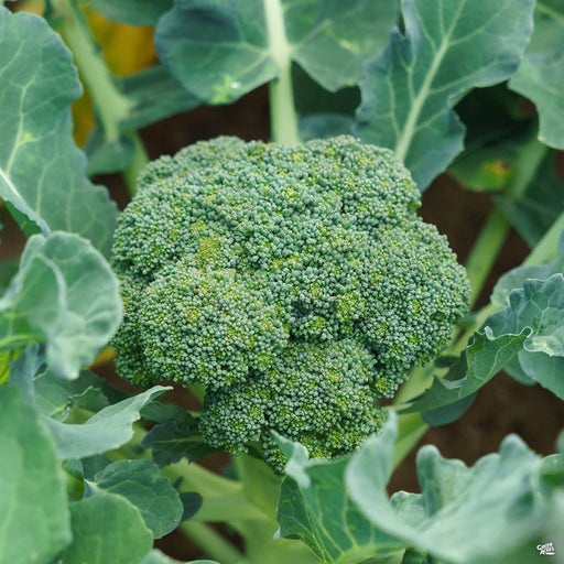 'Green Comet' Broccoli