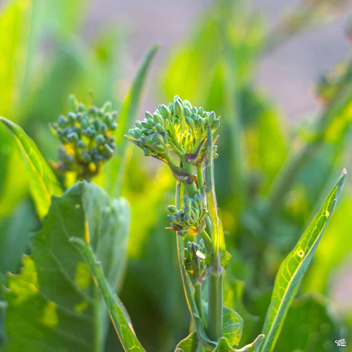 'Raab Zamboni' Broccoli plant
