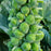 'Jade Cross' Brussels Sprouts plant