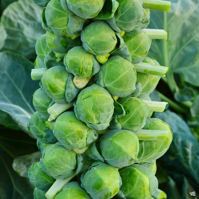 'Jade Cross' Brussels Sprouts plant