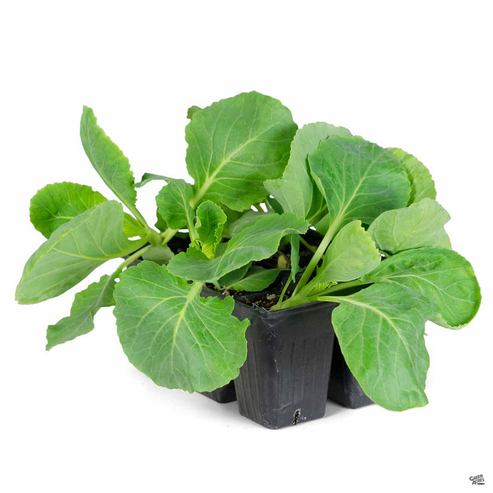 'Copenhagen' Cabbage plant 6 pack