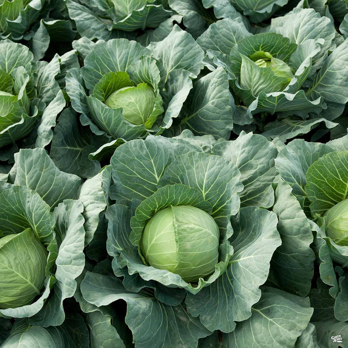 Cabbage ‘Copenhagen’