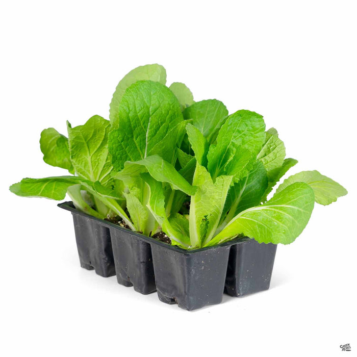 Napa Cabbage 6 pack
