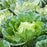 Napa Cabbage plant