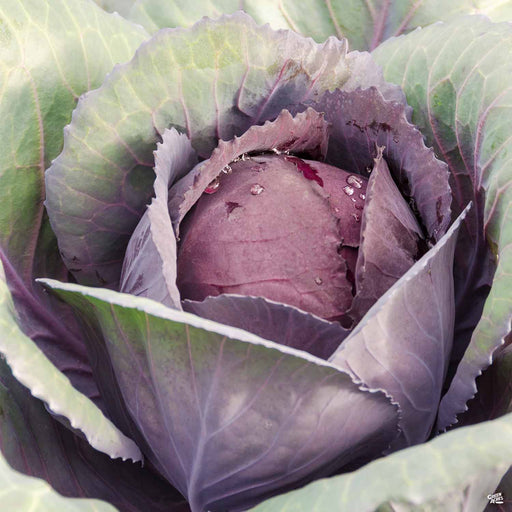 'Red Acre' Cabbage