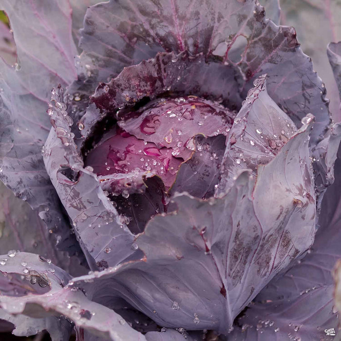 'Red Acre' Cabbage