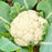 'Snowball' Cauliflower plant