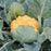 'Cheddar' Cauliflower plant