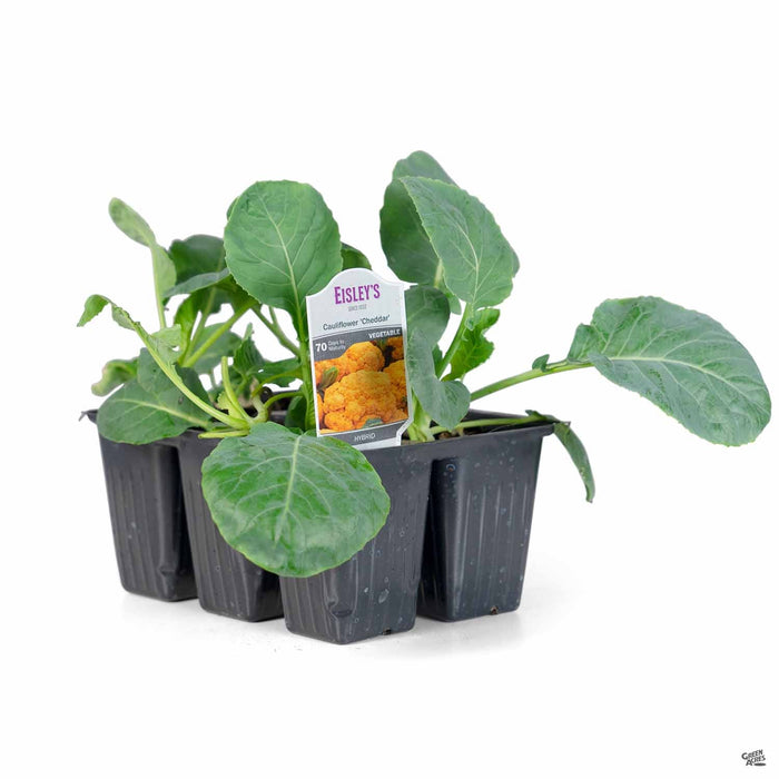 'Cheddar' Cauliflower plant 6 pack