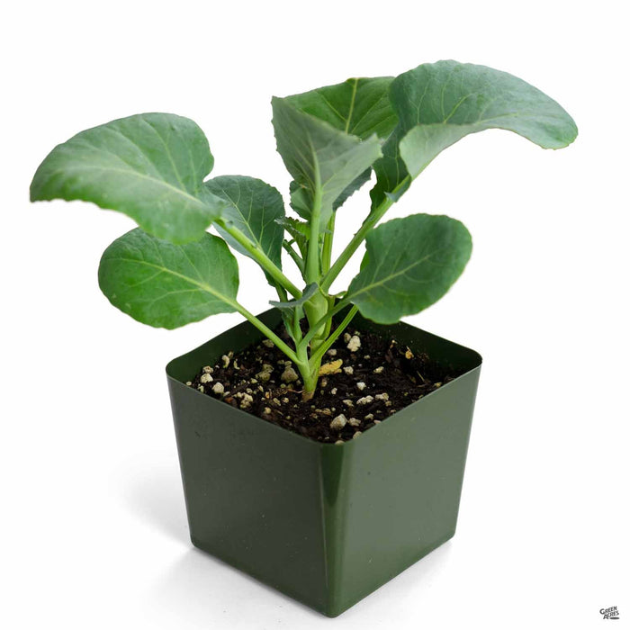 'Snowball' Cauliflower plant 4 inch