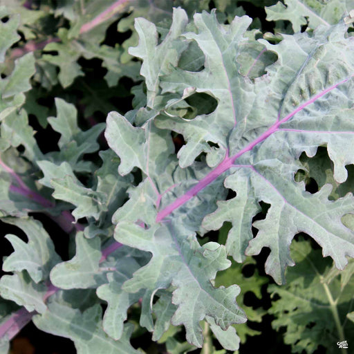 'Red Russian' Kale