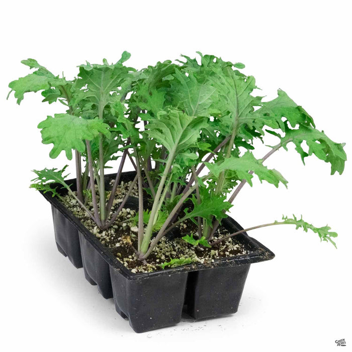 'Red Russian' Kale 6 pack