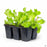 Black Seeded Simpson Lettuce 6- pack