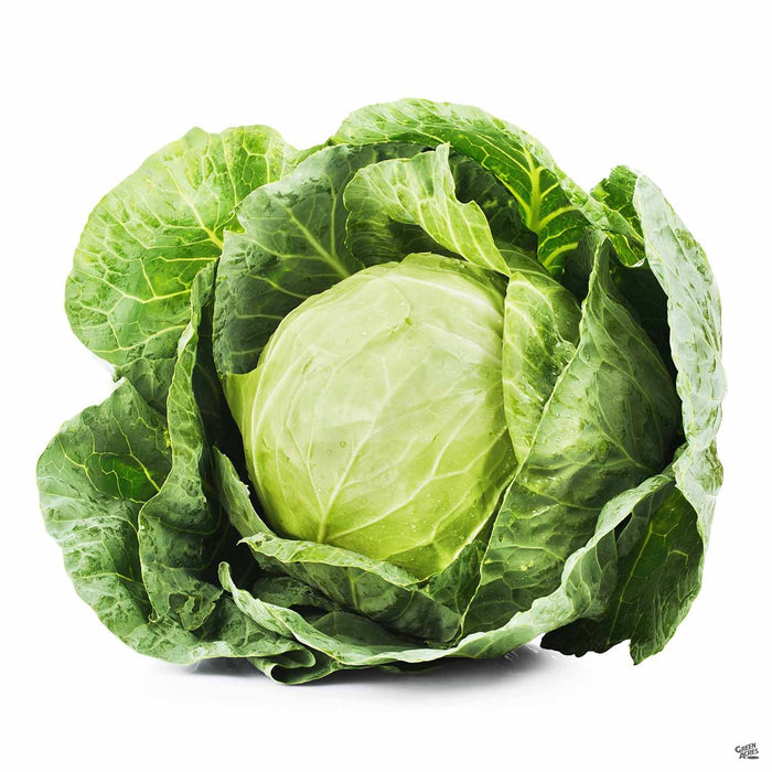 'Copenhagen' Cabbage