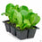 Lettuce 'Green Romaine' 6 pack