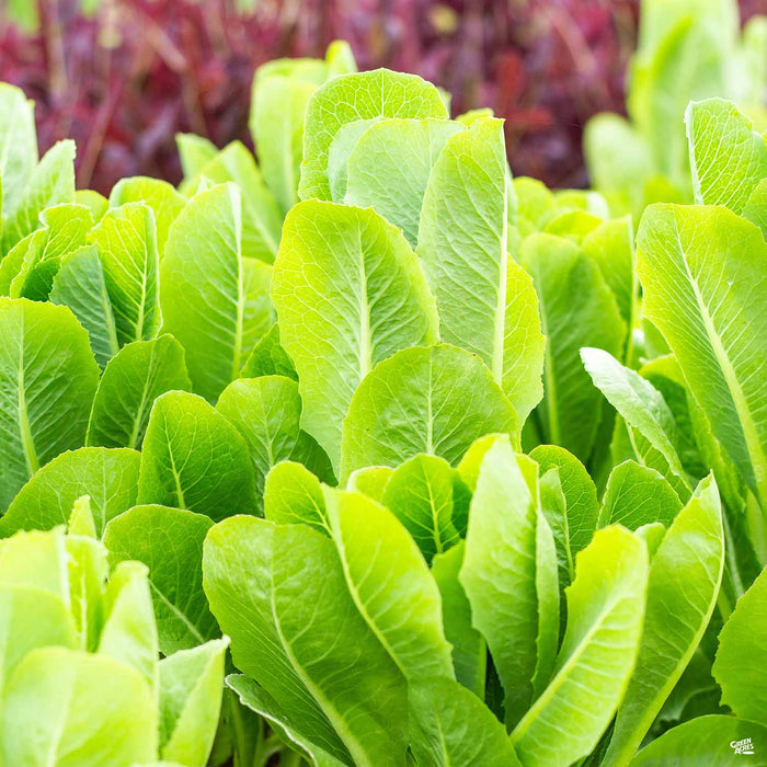 'Green Romaine' Lettuce plant