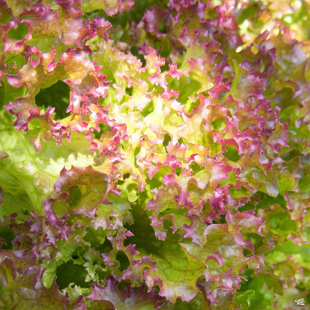 Lettuce 'Red Sails' — Green Acres Nursery & Supply