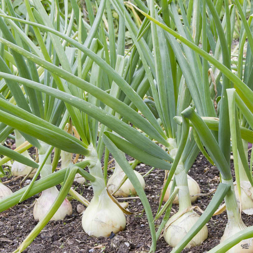 Onion 'White' — Green Acres Nursery & Supply