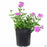 Verbena 'Enduro' Pink Bicolor 1 gallon