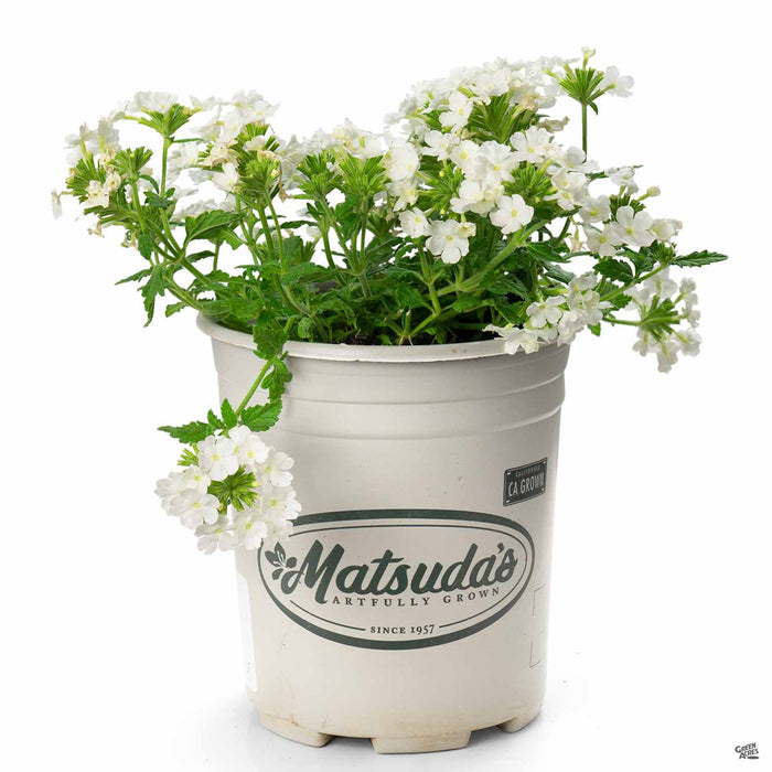 Verbena 'Enduro' White 1 gallon Matsuda's