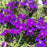 Verbena 'Tapien Blue Violet', Purple