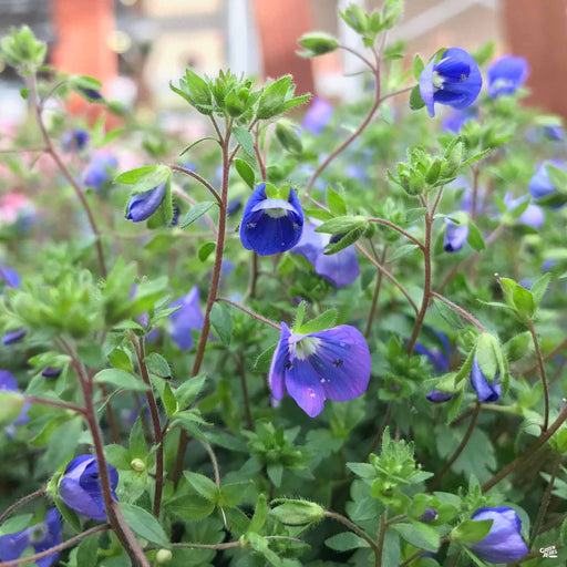 Veronica 'Georgia Blue'